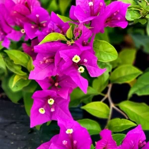 Purple Bougainvillea Live Plant - New River Vine, Pack of 2 (5-9 Inches) - Drought Tolerant Climber - Image 1