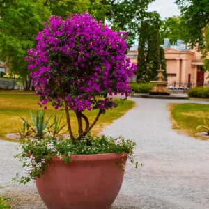 Purple Bougainvillea Live Plant - New River Vine, Pack of 2 (5-9 Inches) - Drought Tolerant Climber - Image 8