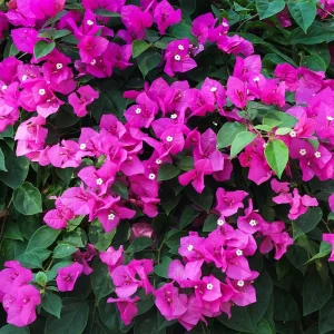 Purple Bougainvillea Live Plant - New River Vine, Pack of 2 (5-9 Inches) - Drought Tolerant Climber - Image 9