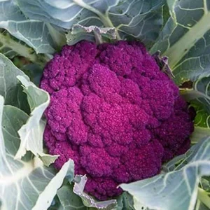 Purple Cauliflower Seeds - 10,000 Non-GMO, Fast Growing Vegetable Seeds - Image 3