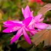 Purple Christmas Cactus Live Plant – 3'' Pot – Easy Care Indoor Plant - Image 1
