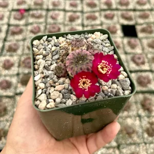 Purple Crown Cactus Live Plant - Sulcorebutia Rauschii 'Violacidermis' - 3 Inch Pot - Image 2