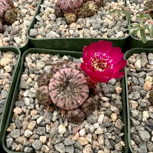 Purple Crown Cactus Live Plant - Sulcorebutia Rauschii 'Violacidermis' - 3 Inch Pot - Image 3