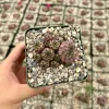 Purple Crown Cactus Live Plant - Sulcorebutia Rauschii 'Violacidermis' - 3 Inch Pot - Image 1