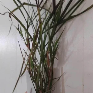 Purple Fountain Grass Live Plant – 3