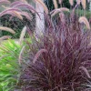 Purple Fountain Grass Live Plant – 3" Starter – Elegant Plumes – Outdoor - Image 1