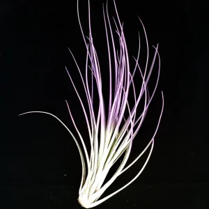 Purple Juncea Air Plant Live Tillandsia - 4-7 inch Terrarium Plant - Image 1