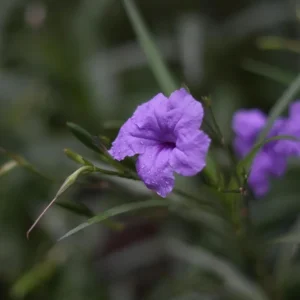 Purple Mexican Petunia Live Plants (3-Pack) – Ruellia Brittoniana - Image 7