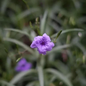 Purple Mexican Petunia Live Plants – Ruellia Brittoniana – Pack of 3 Starter Plants (6-8 Inches) – Outdoor Perennial - Image 2