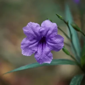 Purple Mexican Petunia Live Plants – Ruellia Brittoniana – Pack of 3 Starter Plants (6-8 Inches) – Outdoor Perennial - Image 3