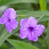 Purple Mexican Petunia Live Plants – Ruellia Brittoniana – Pack of 3 Starter Plants (6-8 Inches) – Outdoor Perennial - Image 1