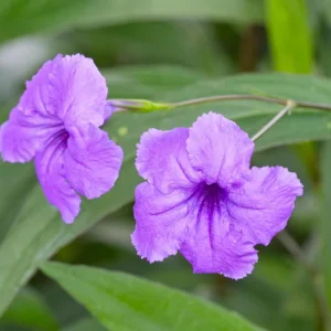 Purple Mexican Petunia Live Plants – Ruellia Brittoniana – Pack of 3 Starter Plants (6-8 Inches) – Outdoor Perennial - Image 1