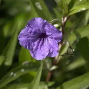 Purple Mexican Petunia Live Plants – Ruellia Brittoniana – Pack of 3 Starter Plants (6-8 Inches) – Outdoor Perennial - Image 4