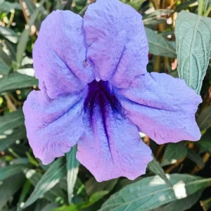 Purple Mexican Petunia Live Plants – Ruellia Brittoniana – Pack of 3 Starter Plants (6-8 Inches) – Outdoor Perennial - Image 5