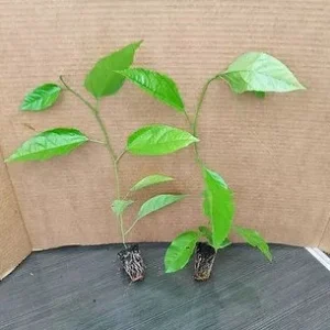 Purple Passion Fruit Live Plant - Starter Vine 4-6 Inches Tall - Edible Passiflora Possum - Image 2
