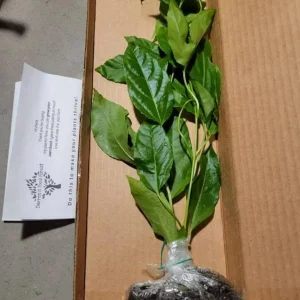 Purple Passion Fruit Live Plant - Starter Vine 4-6 Inches Tall - Edible Passiflora Possum - Image 3