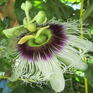 Purple Passion Fruit Live Plant - Starter Vine 4-6 Inches Tall - Edible Passiflora Possum - Image 5