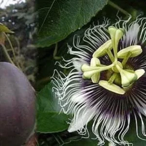 Purple Passion Fruit Live Plant - Starter Vine 4-6 Inches Tall - Edible Passiflora Possum - Image 6