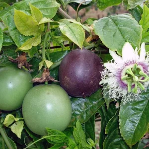 Purple Passion Fruit Live Plant - Starter Vine 4-6 Inches Tall - Edible Passiflora Possum - Image 7