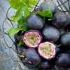 Purple Passion Fruit Live Plant - Starter Vine 4-6 Inches Tall - Edible Passiflora Possum - Image 1