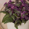 Purple Passion Gynura Live Plant - 2-5" Tall - Gynura aurantiaca Indoor Houseplant - Image 1