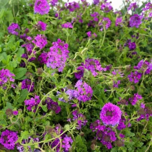 Purple Perennial Verbena - Homestead Purple Live Plant 4
