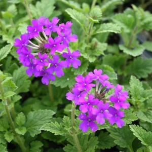 Purple Perennial Verbena - Homestead Purple Live Plant 4
