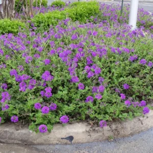 Purple Perennial Verbena - Homestead Purple Live Plant 4