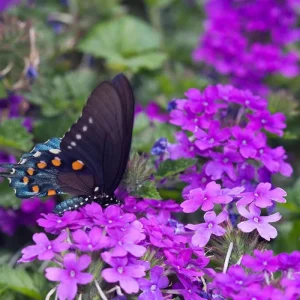 Purple Perennial Verbena - Homestead Purple Live Plant 4