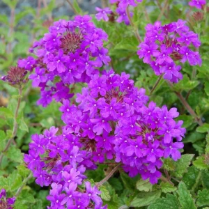 Purple Perennial Verbena - Homestead Purple Live Plant 4