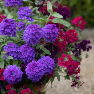 Purple Perennial Verbena - Homestead Purple Live Plant 4