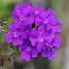 Purple Perennial Verbena - Homestead Purple Live Plant 4" Pot Outdoor - Image 1