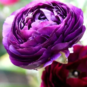 Purple Ranunculus Seeds – 50 Count Double Bloom Buttercups – Vibrant Spring Flowers - Image 3