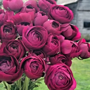 Purple Ranunculus Seeds – 50 Count Double Bloom Buttercups – Vibrant Spring Flowers - Image 1