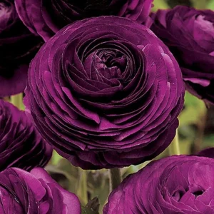 Purple Ranunculus Seeds – 50 Count Double Bloom Buttercups – Vibrant Spring Flowers - Image 4
