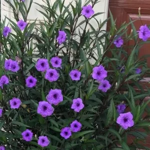 Purple Showers Ruellia Live Plant - 2 Pack, 5-9" Tall Mexican Petunia Outdoor - Image 1