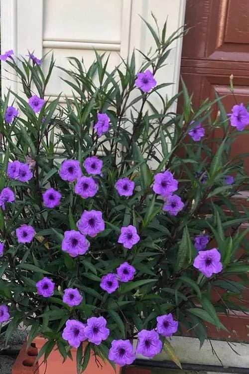 Purple Showers Ruellia Live Plant - 2 Pack, 5-9" Tall Mexican Petunia Outdoor - Image 1