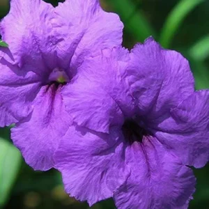 Purple Showers Ruellia Live Plant - 2 Pack, 5-9" Tall Mexican Petunia Outdoor - Image 2