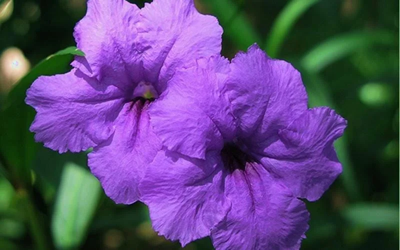 Purple Showers Ruellia Live Plant - 2 Pack, 5-9" Tall Mexican Petunia Outdoor - Image 2