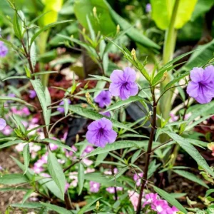 Purple Showers Ruellia Live Plant - 2 Pack, 5-9