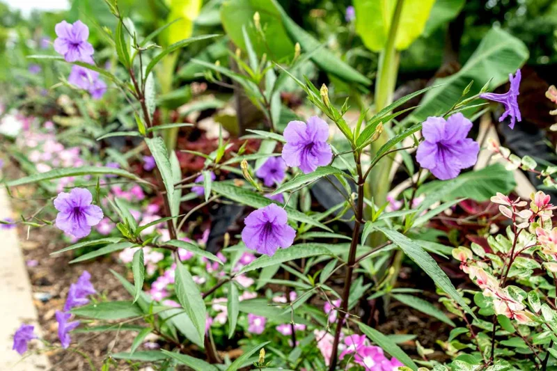 Purple Showers Ruellia Live Plant - 2 Pack, 5-9" Tall Mexican Petunia Outdoor - Image 3