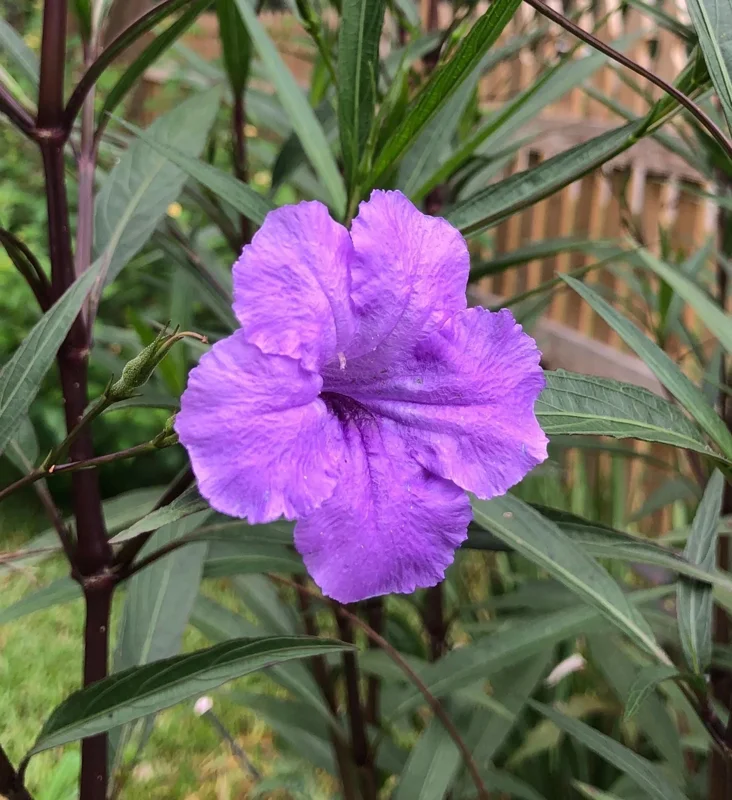 Purple Showers Ruellia Live Plant - 2 Pack, 5-9" Tall Mexican Petunia Outdoor - Image 4