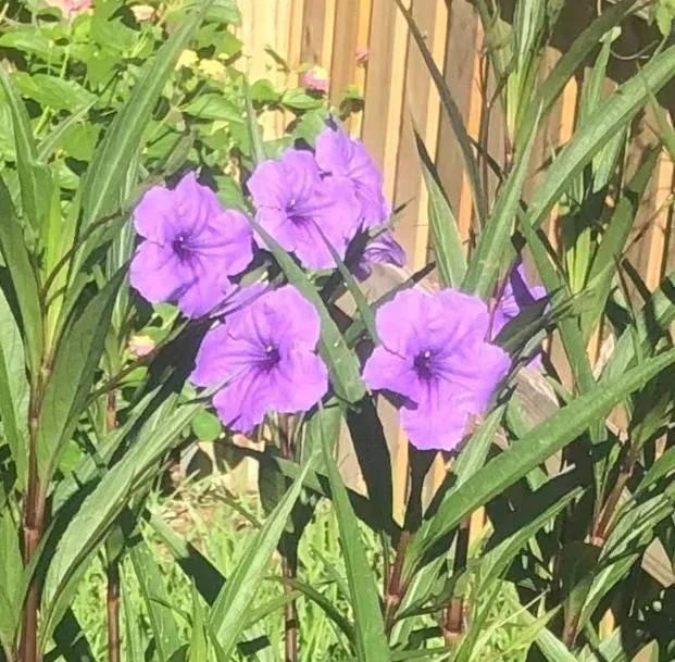 Purple Showers Ruellia Live Plant - 2 Pack, 5-9" Tall Mexican Petunia Outdoor - Image 5
