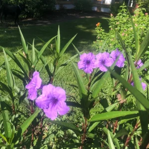 Purple Showers Ruellia Live Plant - 2 Pack, 5-9