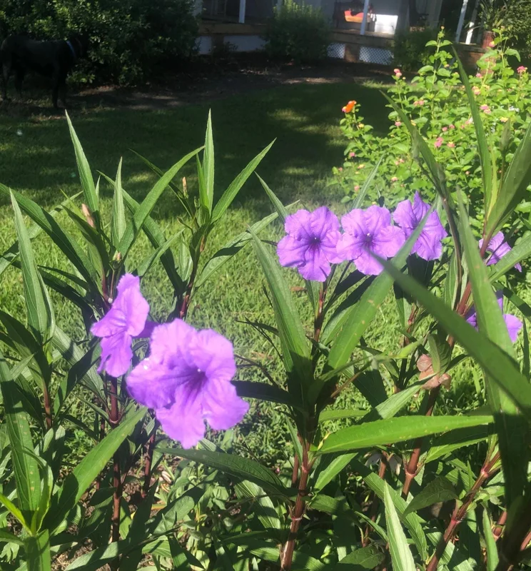 Purple Showers Ruellia Live Plant - 2 Pack, 5-9" Tall Mexican Petunia Outdoor - Image 6