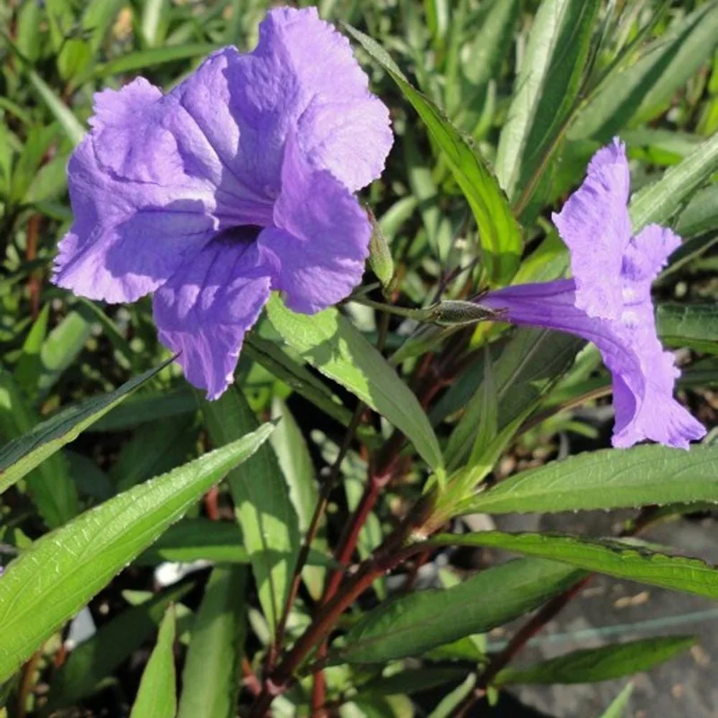 Purple Showers Ruellia Live Plant - 2 Pack, 5-9" Tall Mexican Petunia Outdoor - Image 7