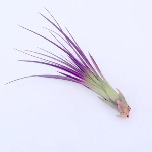 Purple Tricolor Air Plant – Live Tillandsia – 4-6 inch – Indoor - Image 1