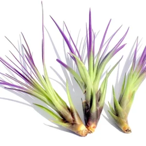 Purple Tricolor Air Plant Mix - Live Tillandsia Plant - 4-6 inches - Image 2