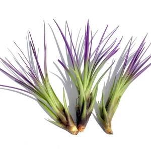 Purple Tricolor Air Plant Mix - Live Tillandsia Plant - 4-6 inches - Image 1