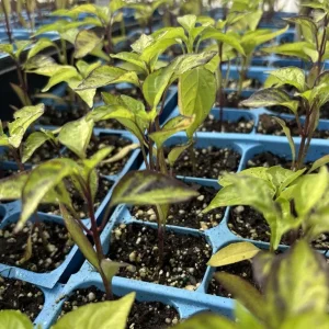 Purple UFO Hot Chili Pepper Live Plants - 3 Pack, Medium-Hot, Ornamental - Image 2